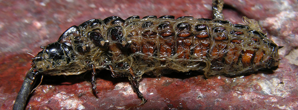 Ophiocordyceps entomorrhiza (Dicks.) G.H. Sung, J.M. Sung, H